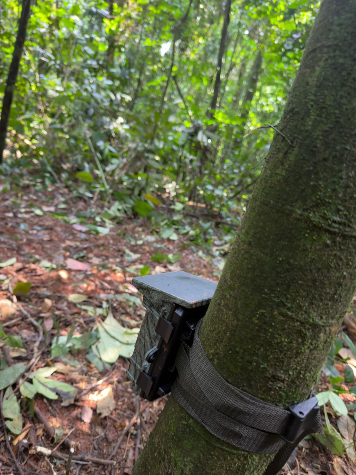 Camera trap deployed on a forest transect