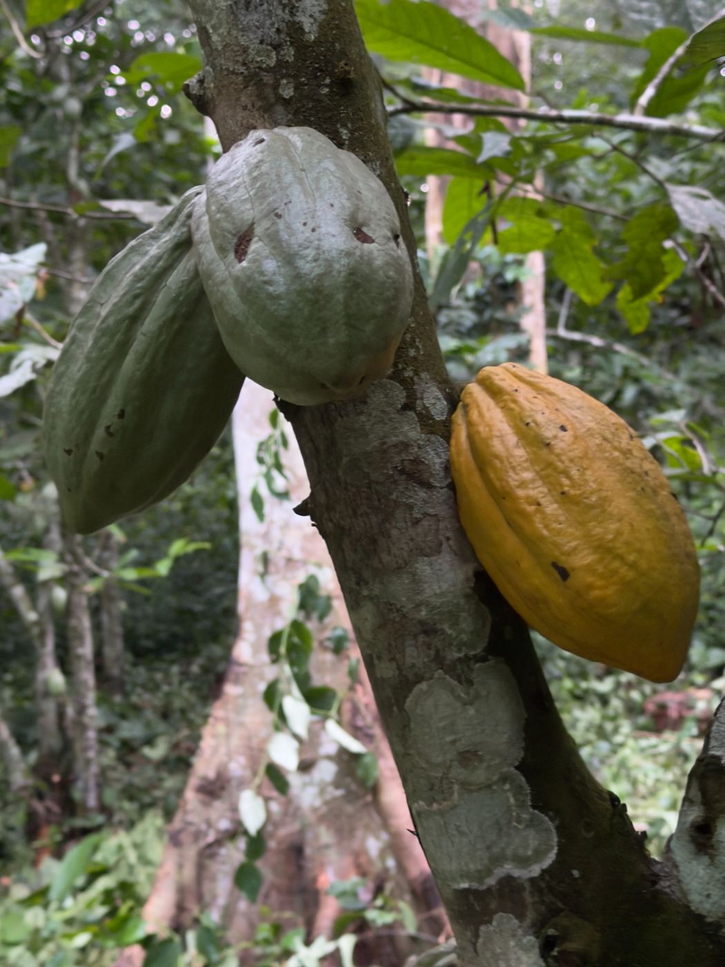 Cocoa growing under forest canopy