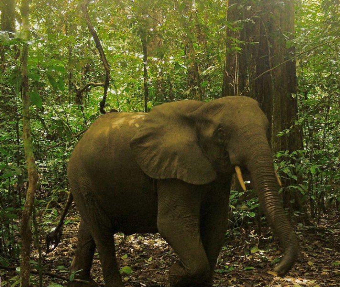 Forest elephant recorded by a Biodiversity Action camera trap