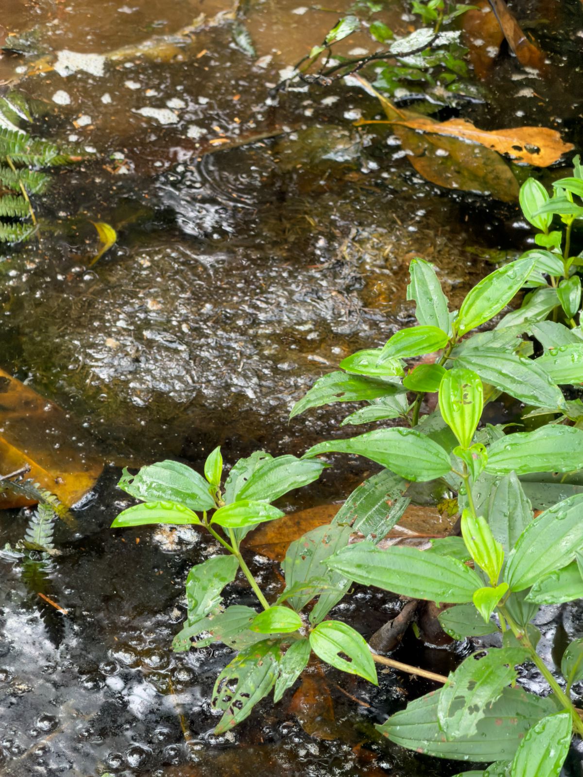 Forest stream in the Congo Basin