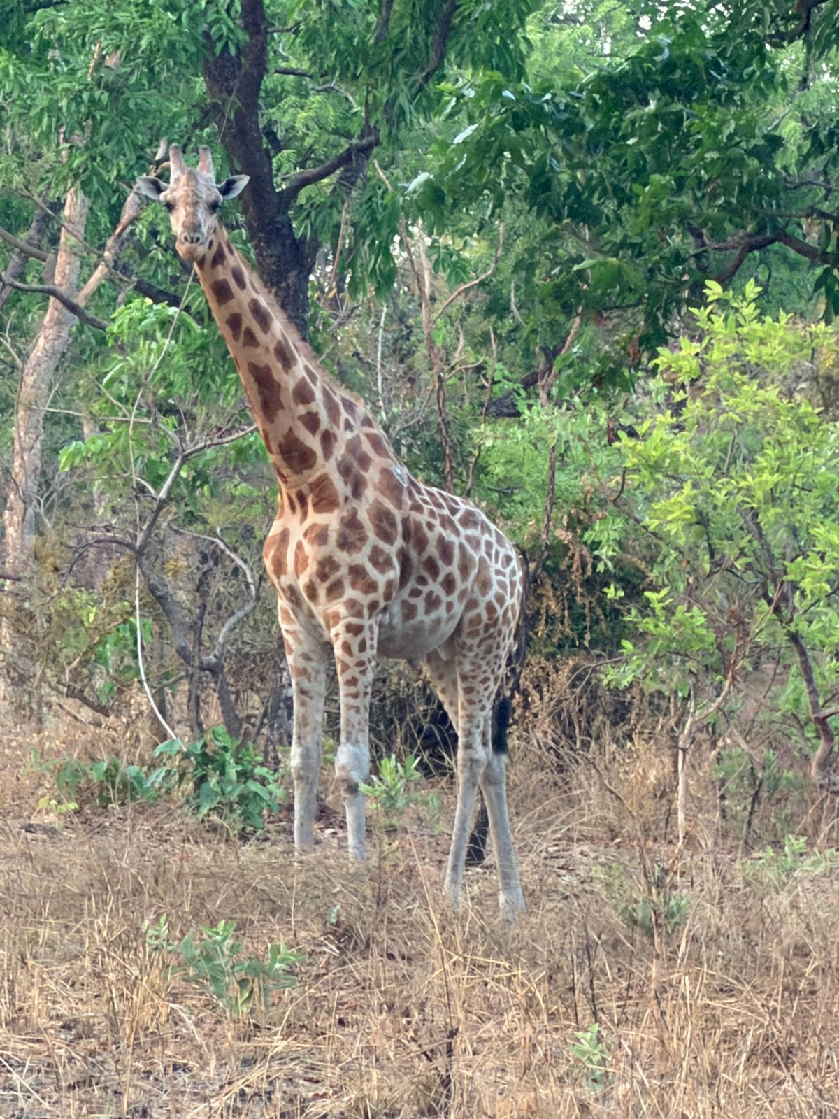 Kordofan giraffe in northern Cameroon savannah woodland