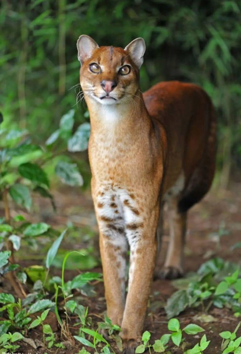 African golden cat in Central African forest