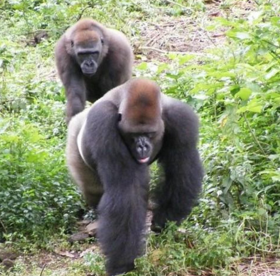 Western lowland gorillas recorded in the field