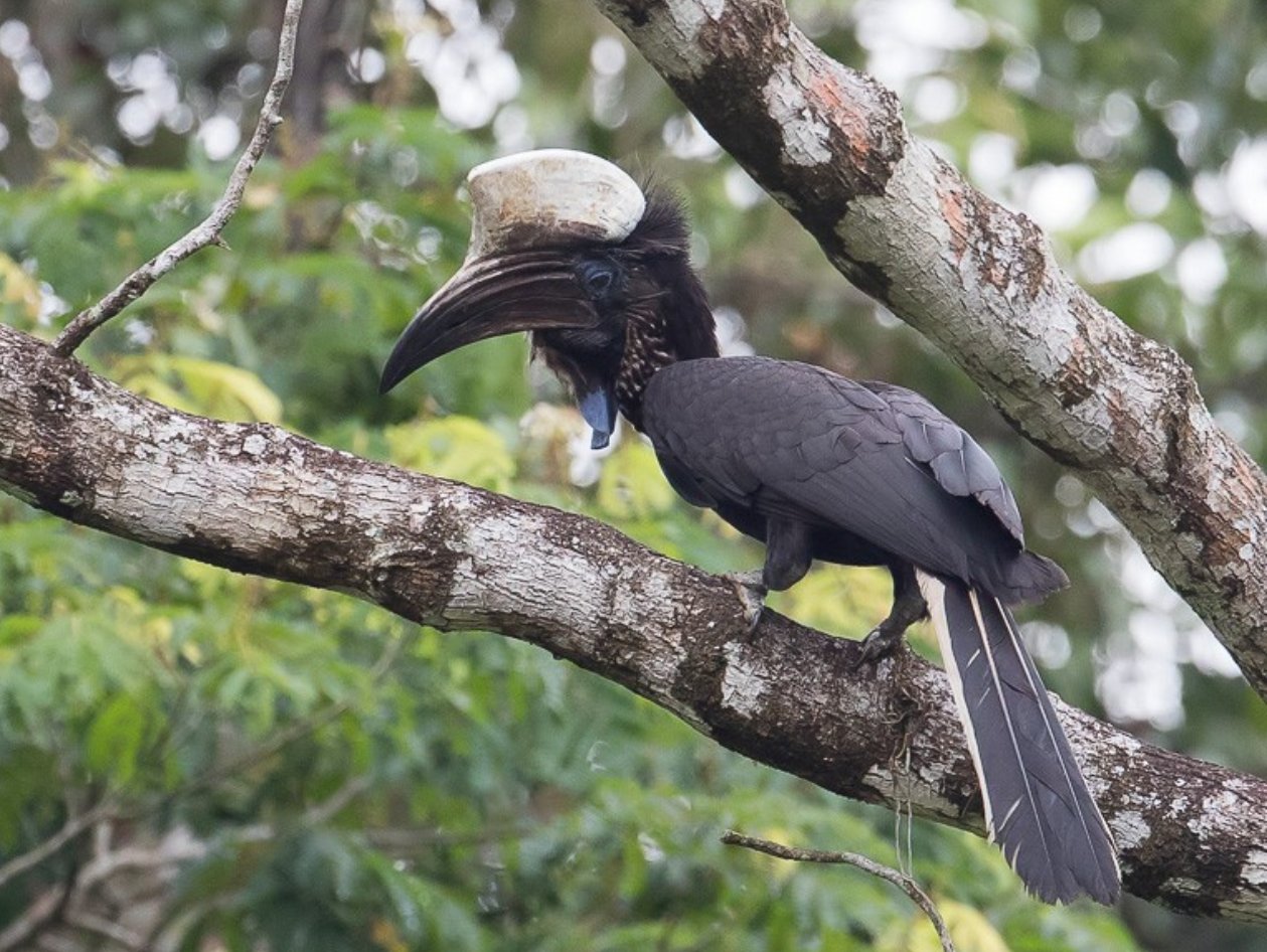 Black-casqued hornbill perched in the forest canopy