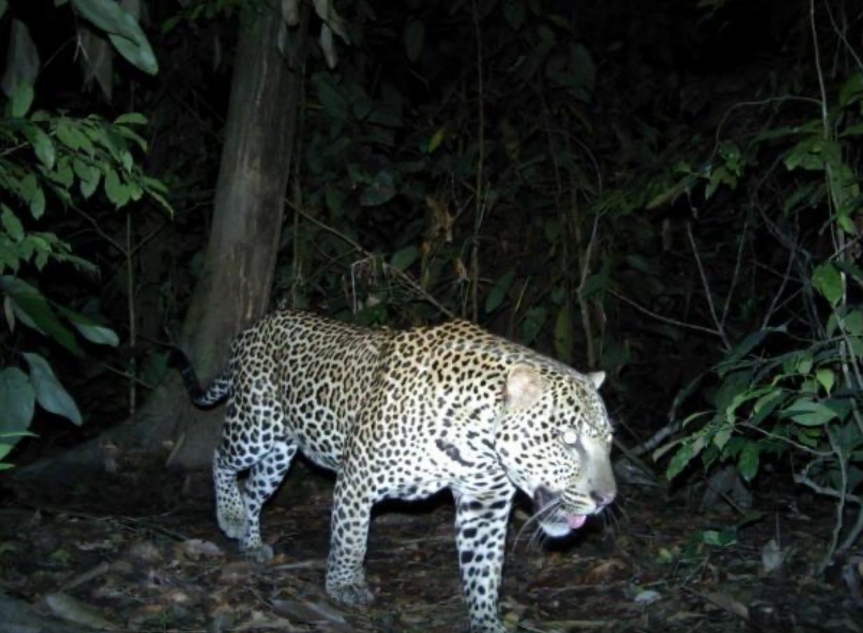 Leopard recorded by a Biodiversity Action camera trap at night