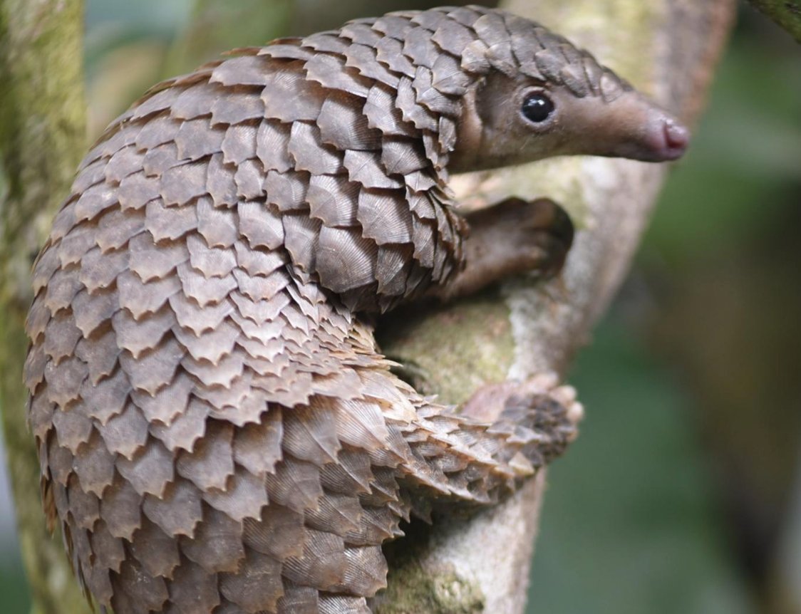 Tree pangolin climbing a trunk