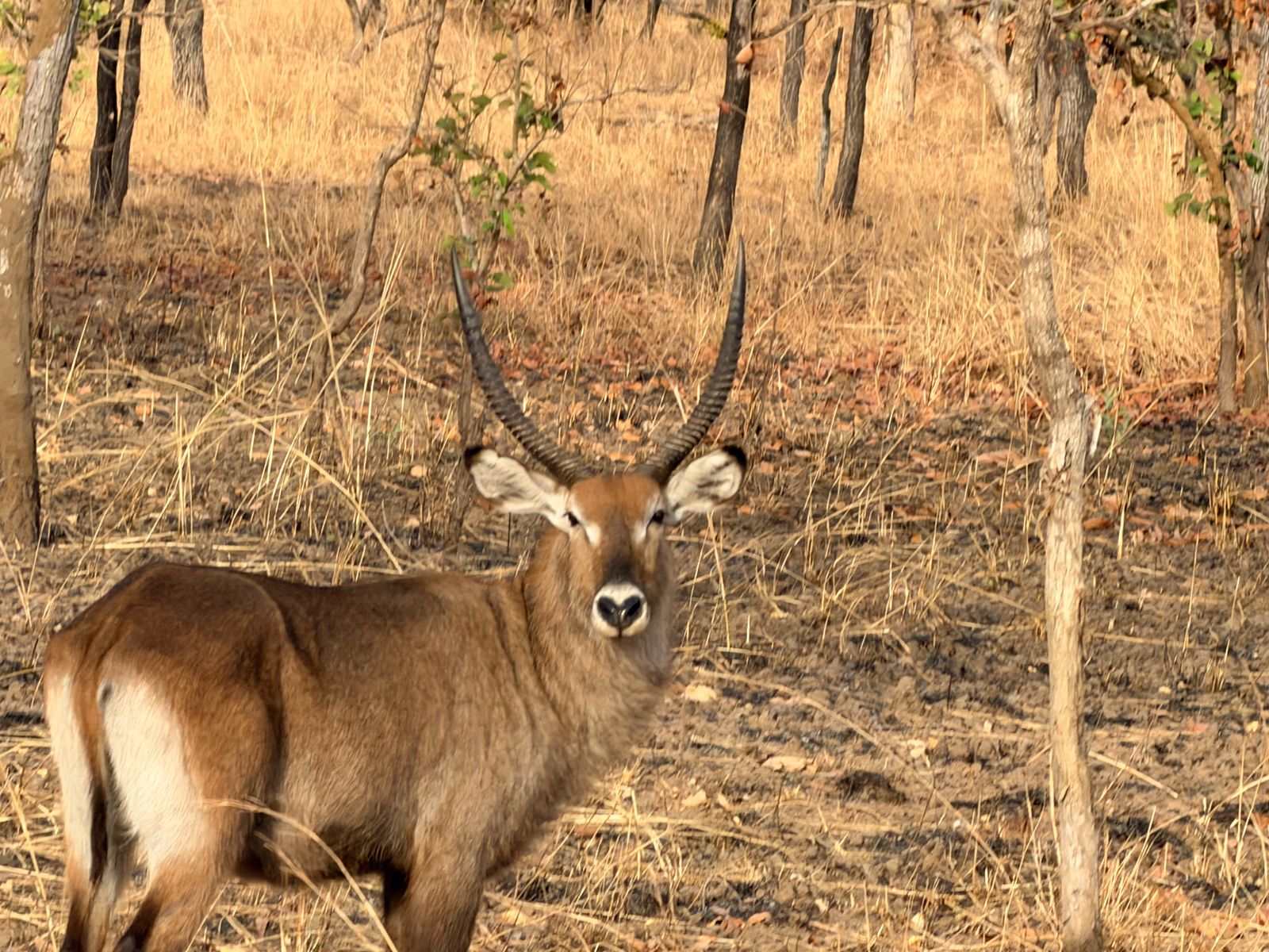 Defassa waterbuck in savannah woodland