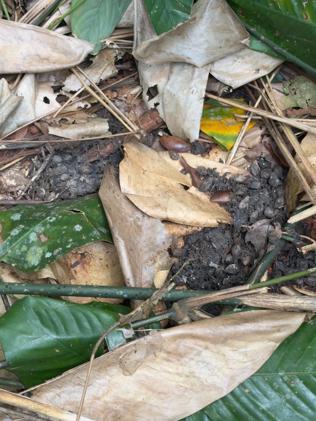 Wildlife signs recorded on a forest transect