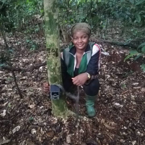 Francesse Léna Zoyem Tsafack installing a camera trap in Boumba-Bek National Park
