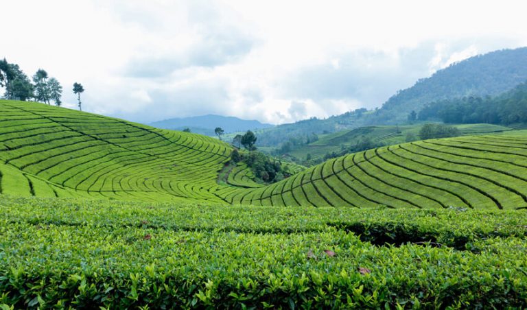 The urgent case for conservation of ecosystems