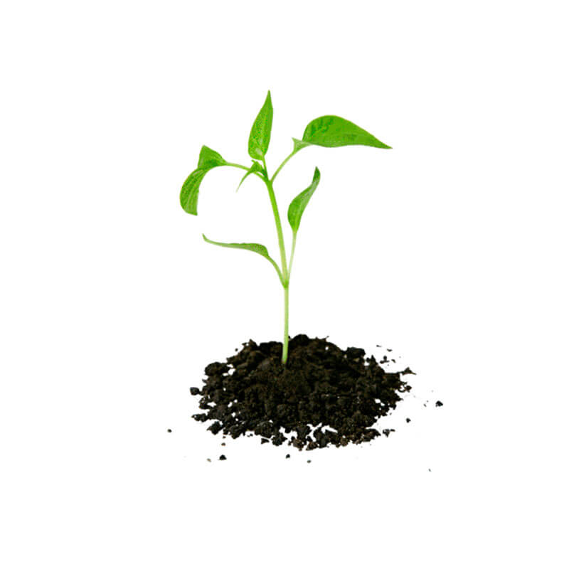 Tree Coniferous - Image 4