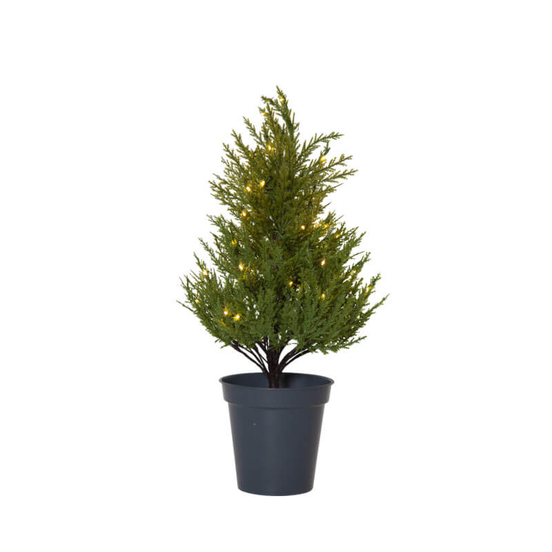 Tree Coniferous - Image 5