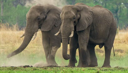 African elephant